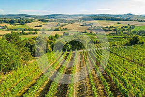 Aerial view of a green summer vineyard