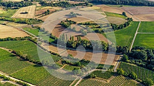 Aerial view of a green summer vineyard