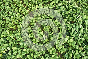 Aerial view of green tobacco plant