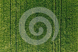 Aerial view of green unripe barley Hordeum Vulgare crops field from drone pov