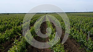 Aerial view of green vineyard