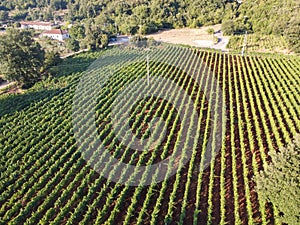 Vista aerea sul verde vigneti montagne più vicino, vino creazione 