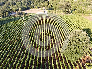 Vista aerea sul verde vigneti montagne più vicino, vino creazione 