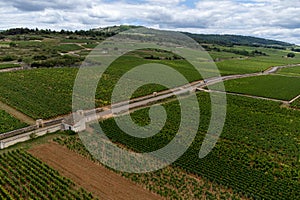 Aerial view on green vineyards with growing grapes plants, production of high quality famous French white wine in Puligny-