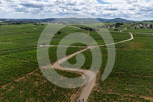 Aerial view on green vineyards with growing grapes plants, production of high quality famous French white wine in Puligny-