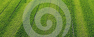 Aerial view of green wheat field. Agriculture and farming concept.