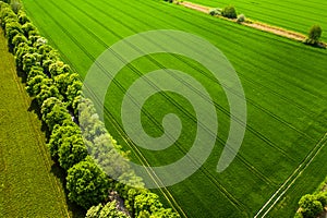 Aerial view of green wheat field with circles of center pivot irrigation system