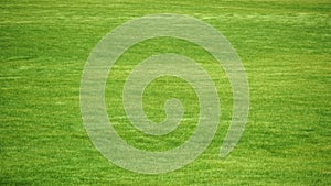 Aerial view on Green wheat field in countryside. Field of wheat blowing in the wind at sunny spring day, like waves of