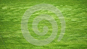 Aerial view on Green wheat field in countryside. Field of wheat blowing in the wind at sunny spring day, like waves of