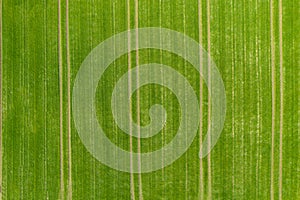 Aerial view on green wheat field divided by truck traces