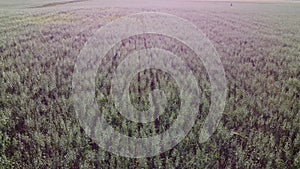 Aerial view on Green wheat oats in countryside. Field of wheat blowing in the wind at sunny spring day. Ears of barley