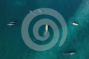 Aerial view of group of grey whale eschrichtius robustus, Baja California Mexico