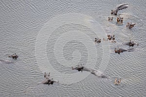 Aerial view of a group of hippopotamus in the Okavango Delta, Botswana, Africa