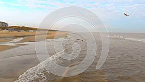 Aerial view Gulls fly over the northern sea. Slow motion 120 fps. Netherlands, Zandvoort morning on the beach