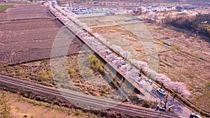 Aerial view at Gyeongju Cherry Fastival,South Korea