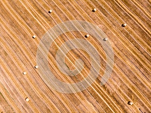 Aerial view of harvested wheat field. Haystacks lay upon the agricultural field