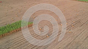 The aerial view of harvesting in sugarcane farm.