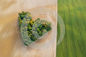 Aerial view of heart shape copse in the middle of field