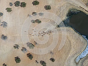 Aerial view of a herd of bovine cattle in Alentejo oak and pasture landscape Montado, countryside destination. Portugal