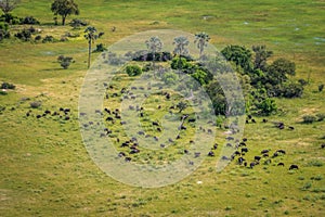 Aerial view of a herd of Buffaloes.