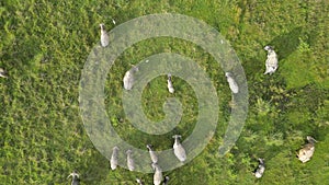 An aerial view of a herd of buffaloes grazing in a field