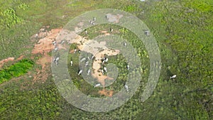 An aerial view of a herd of buffaloes grazing in a field