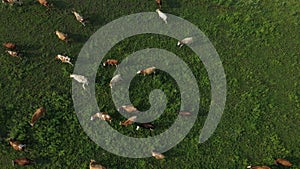 Aerial view of herd of cows on grazing