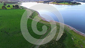 Aerial view of a herd of cows grazing near a peaceful lake in the evening