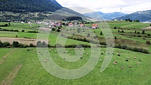 Aerial view of the herd of cows in a green meadow near the village and mountain