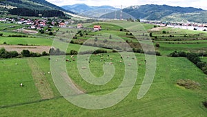 Aerial view of the herd of cows in a green meadow near the village and mountain