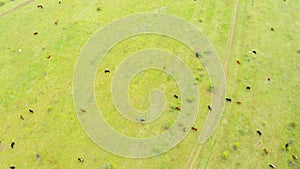 An aerial view of a herd of cows in the pasture.