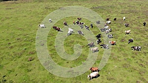 Aerial view of herd of cows in pasture, stockbreeding. Slow motion