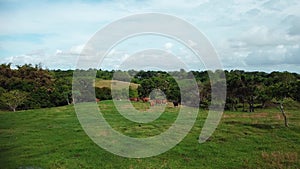 Aerial view of the herd of cows and sheep at green meadow