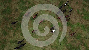 Aerial view of herd of cows walking in greenery field