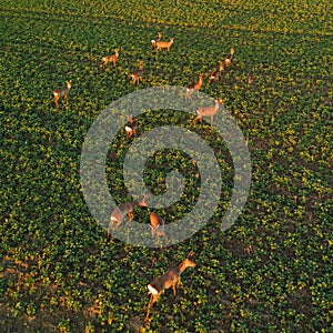 Aerial view of herd of deer