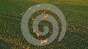 Aerial view of herd of deer