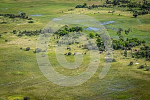 Aerial view of a herd of Elephants.