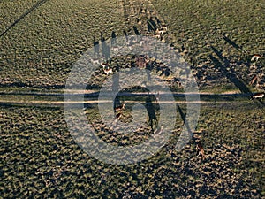 Aerial view of herd of fallow deer from above