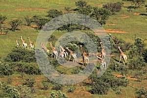 Aerial view of a herd of giraffes