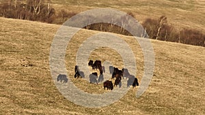 Aerial view of a herd of horses grazing high in the mountains against the backdrop of foggy hills. Cultivation of farms