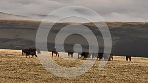 Aerial view of a herd of horses grazing high in the mountains against the backdrop of foggy hills. Cultivation of farms