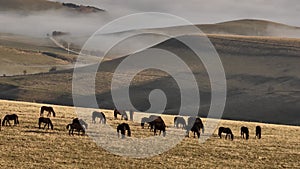 Aerial view of a herd of horses grazing high in the mountains against the backdrop of foggy hills. Cultivation of farms