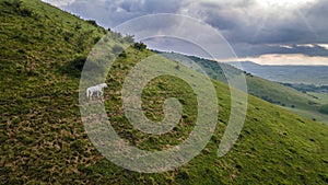 Aerial view of herd of horses grazing on slope meadow in summer