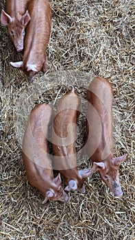 An aerial view of a herd of pigs foraging in their pen