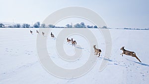 Aerial view of a herd of roe deer in winter