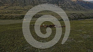 Aerial view of a herd of running horses