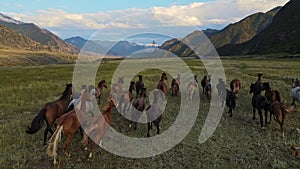 Aerial view of a herd of running horses