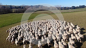Aerial view of a herd of sheep on farm at New Zealand