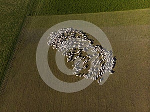 Aerial view of a herd of sheep on farm at South Island, New Zealand