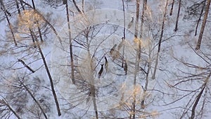 Aerial view of a herd of wild deer in a snow-covered forest in the Siberian nature reserve Stolby, Krasnoyarsk.